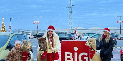 Spotkania z alpakami i świąteczne koncerty w BIG Myszkó-60924