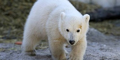 Niedźwiedzie polarne dostosowują się do ciepłego klimatu-61115