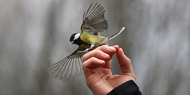 Ornitolożka: ptaki nawet przez 10 dni odczuwają stres po sylwestrowych fajerwerkac-61688