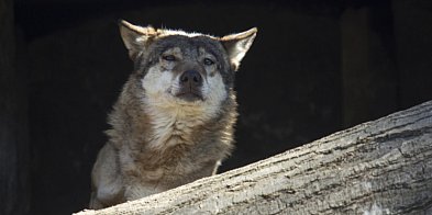 Przyrodnik: dron daje możliwość obserwowania naturalnych zachowań wilków-61689