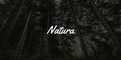 Ekspertka: zabezpieczenie zwierząt domowych przed mrozami to prawny obowiązek opie-62168