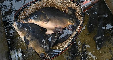 Raport: w tym roku karpie droższe o 22 proc., o tyle samo staniały suszone grzyby-61449