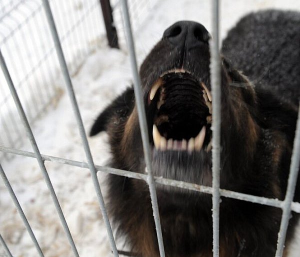 Ekspert: większość ataków psów to efekt błędów człowieka i braku kontroli nad zwie-58866