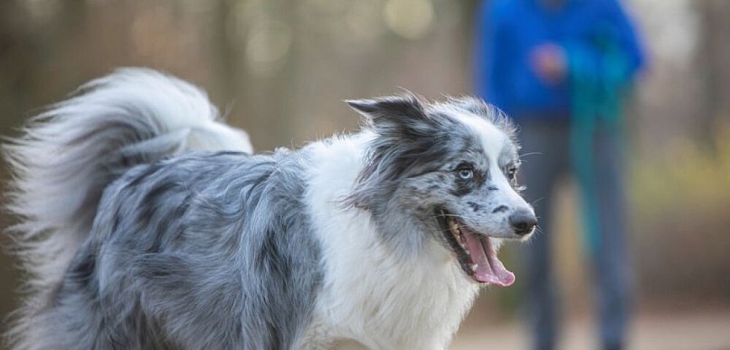 Boom na podróże ze zwierzętami. Pies na wakacjach to już standard (MediaRoom)