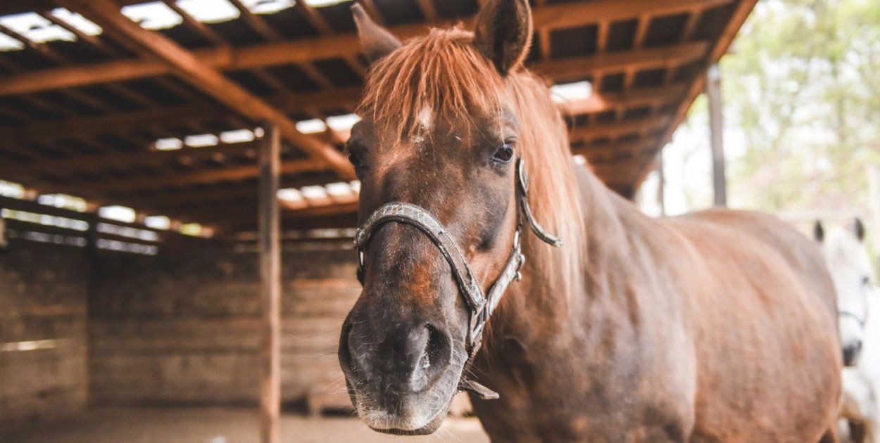 Jak wygląda mądra i skuteczna pomoc zwierzętom