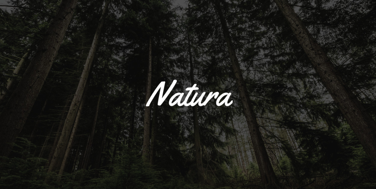 Badaczka: konflikty z wilkami to efekt ludzkich zaniedbań